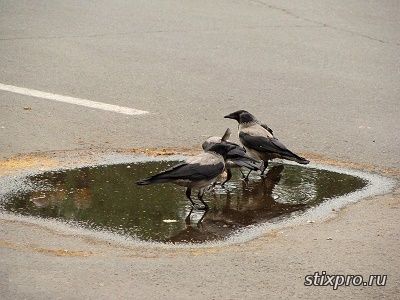 Совсем как лужа стихи