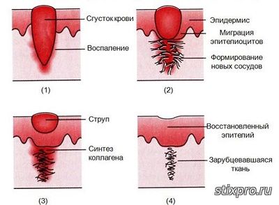 Регенерация от травмы стихи