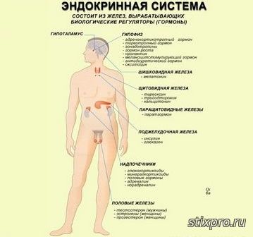 Эндокринная система стихи